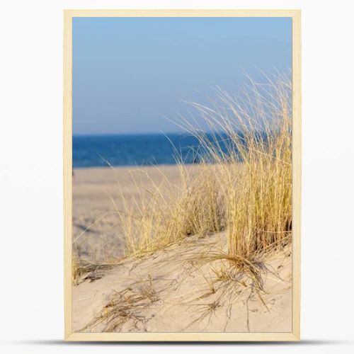 Marram grass, Ammophila Arenaria, on sand dunes. Ammophila Arenaria is a species of grass in the family Poaceae, known as European marram grass and European beachgrass. High quality photo