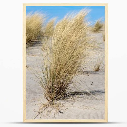 Marram grass, Ammophila Arenaria, on sand dunes. Ammophila Arenaria is a species of grass in the family Poaceae, known as European marram grass and European beachgrass. High quality photo