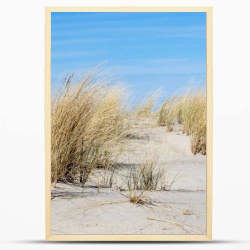 Marram grass, Ammophila Arenaria, on sand dunes. Ammophila Arenaria is a species of grass in the family Poaceae, known as European marram grass and European beachgrass. High quality photo