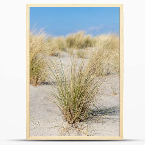 Marram grass, Ammophila Arenaria, on sand dunes. Ammophila Arenaria is a species of grass in the family Poaceae, known as European marram grass and European beachgrass. High quality photo