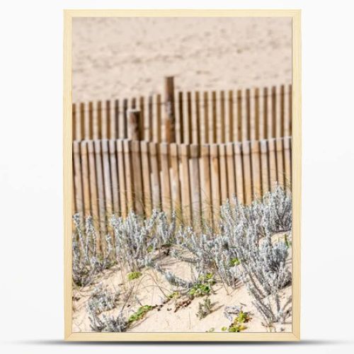 Lagoa de Albufeira Sesimbra Portugal December 25 2025. Coastal dune plants grow in sand in front of a wooden fence with a blurred beach background.