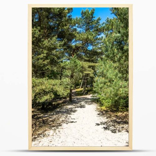 Entrance to the beach sea through pine forest in the summer, landscape