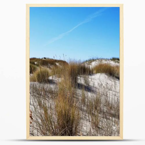 Photo of dunes and white sand beach at German shore of Baltic sea