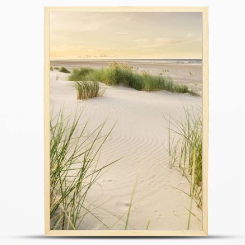 Beach with sand dunes and marram grass with soft sunrise sunset back light. Skagen Nordstrand, Denmark. Skagerrak, Kattegat.