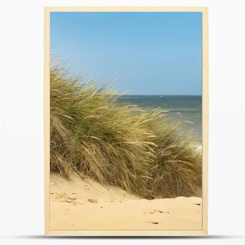 grassy beach dune at the north sea