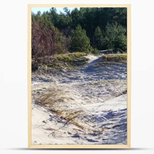 sand dune with small plants and trees in the background.