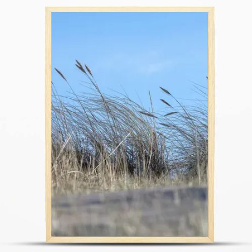 sand with grass, sky and a blue spot in the upper right corner.