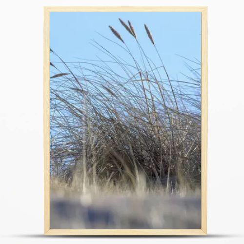 sand with grass, sky and a blue spot in the upper right corner.