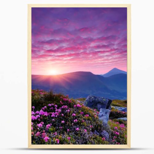 Pink flowers in the mountains