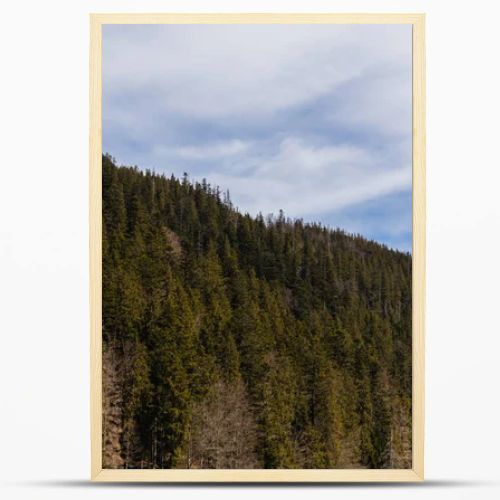 Spruce forest on hill of mountains with sky at background 