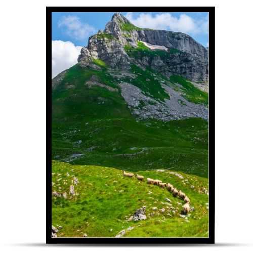 flock of sheep walking on valley in Durmitor massif, Montenegro