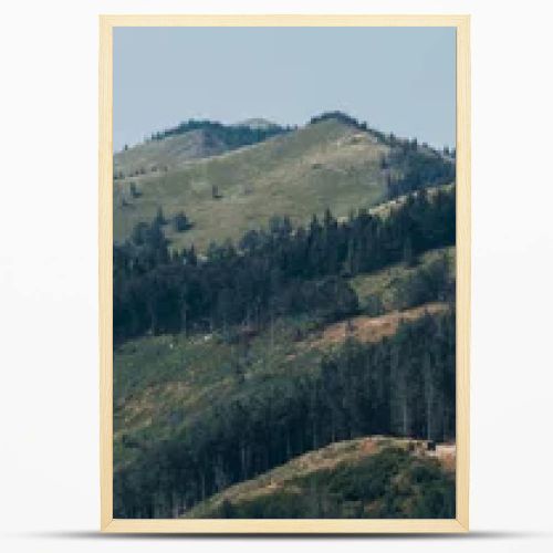 panoramic shot of green trees in mountain valley 