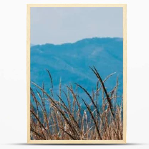 panoramic shot of golden field near scenic mountains 