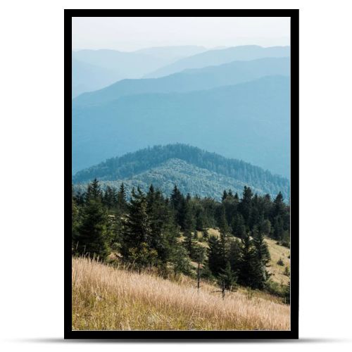  fir trees in mountains near golden lawn against sky