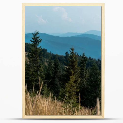 selective focus of fir trees in mountains near lawn against sky