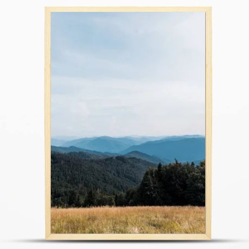 yellow barley in meadow near mountains against sky 