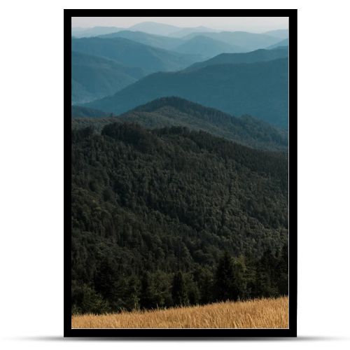 yellow barley in meadow near green mountains