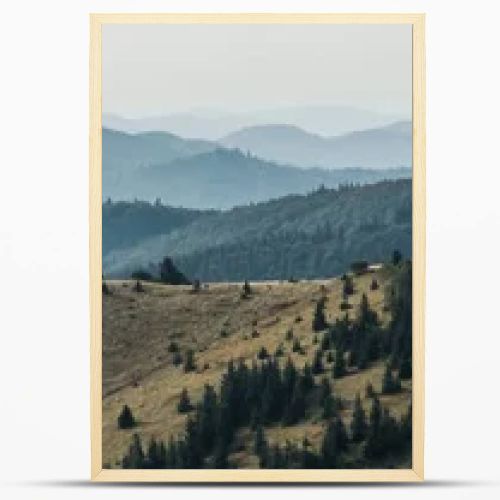 panoramic shot of golden lawn with pines near mountains 