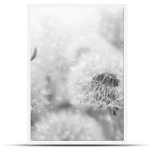 Marzycielskie nasiona kwiatów mniszka lekarskiego latają na wietrze i motyle przed światłem słonecznym Vintage czarno-białe stonowane Makro miękkie