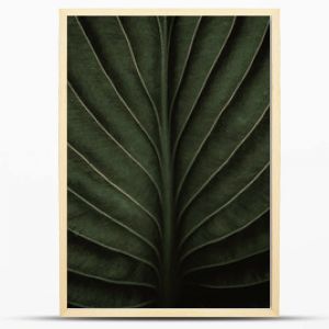 Closeup macro of exotic sage green tropical jungle leaf with veins texture , stylized earthy moody natural background with copy space