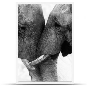 Dotyk słonia
