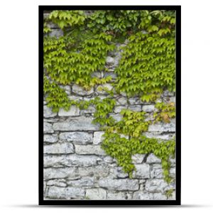 Rustikale Natursteinmauer z Weinlaubem