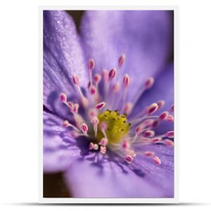 Niesamowite zdjęcie makro z bliska delikatnego fioletowego kwiatu wiosny Piękne naturalne stworzenie