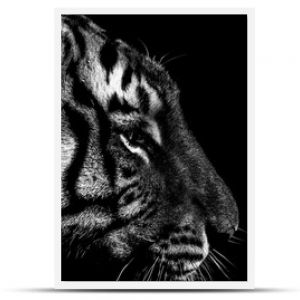 szczegółowo czarno-biały portret tygrysa