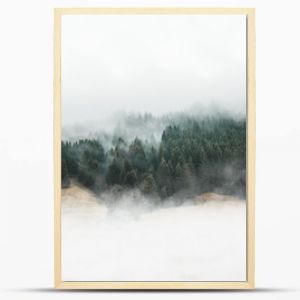Nastrojowy krajobraz lasu z mgłą i mgłą