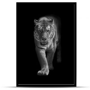 tygrys bengalski wychodzący z ciemności w światło cyfrowej sztuki dzikiej przyrody