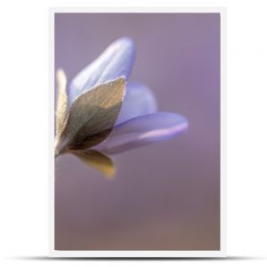 Niesamowite zdjęcie makro z bliska delikatnego fioletowego kwiatu wiosny Piękne naturalne stworzenie
