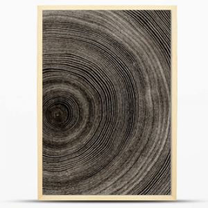 Ciepłe szare tekstury drewna cięcia Szczegółowe czarno-białe tekstury pnia ściętego drzewa lub pnia Rough organicznych słojów drzewnych z zamknięciem