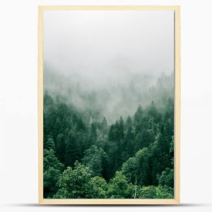 Drzewa, las, mgła, wzgórze