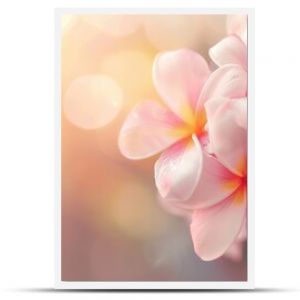 A beautiful copy space image featuring frangipani flowers blooming with a softly blurred background