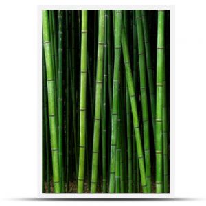 wzór lasu bambusowego