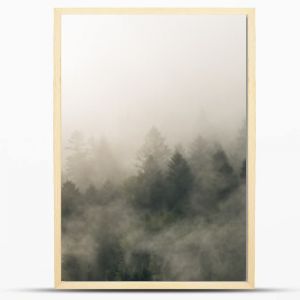 Krajobraz leśny wierzchołki drzew las we mgle