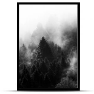 Krajobraz leśny BW wierzchołki drzew las we mgle
