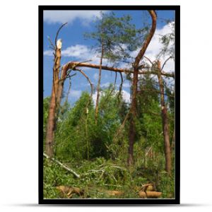 Trees broken by the storm. Drzewa połamane przez wichurę.