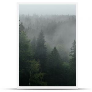 Drzewa we mgle góry