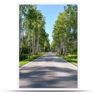 Osłoneczniona prosta droga przez las brzozowy