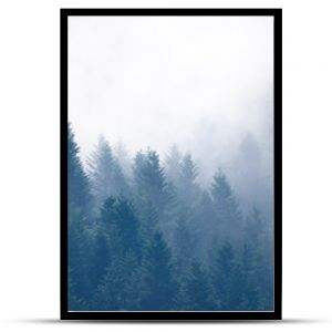 Mgły w lasach nad Łomnicą-Zdrojem latem. Piękny krajobraz.