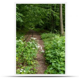 Inactive narrow-gauge railway in Białowieza Forest