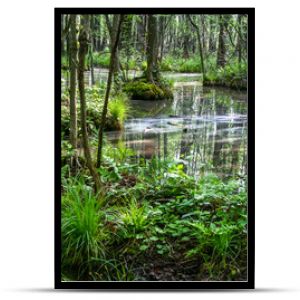 Białowieski Park Narodowy, las pierwotny, podmokły teren, martwe drzewa.