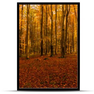 Las jesień drzewo bory park buki olchy światło cień złotej pory roku żółty pomarańczowy jesień spacer polska