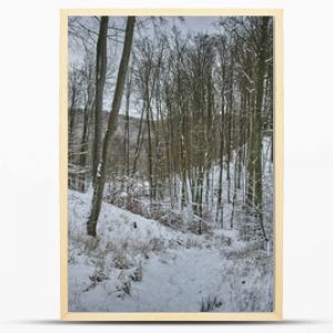 Zimą w lesie-Winter in the forest