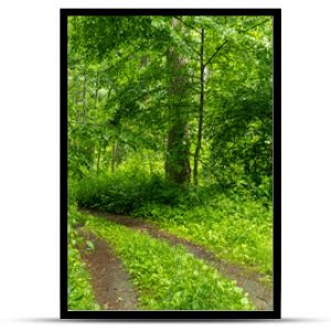 Path in Bialowieza Forest in Poland