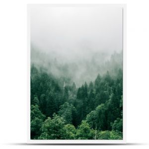 Drzewa, las, mgła, wzgórze