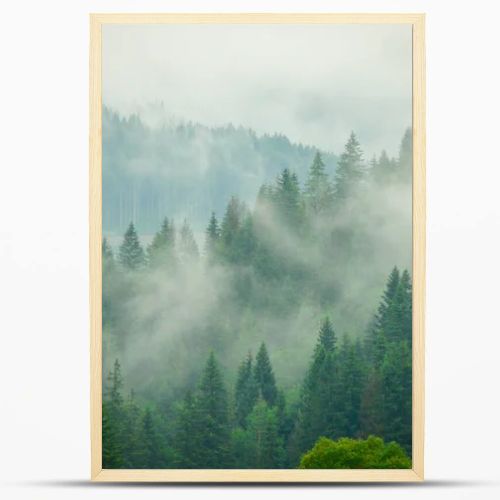 Summer fog in the Carpathian mountains 