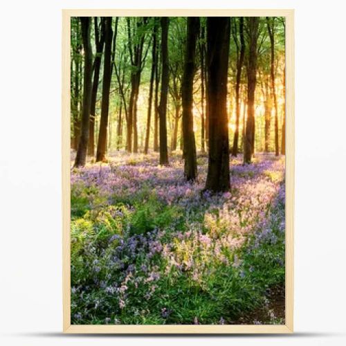 Path through bluebell woods