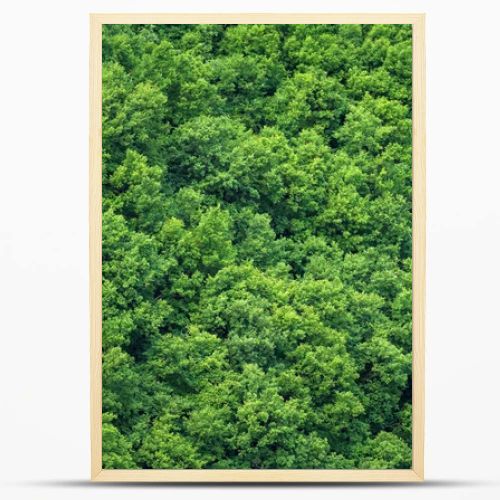 Green trees forest background, view from above